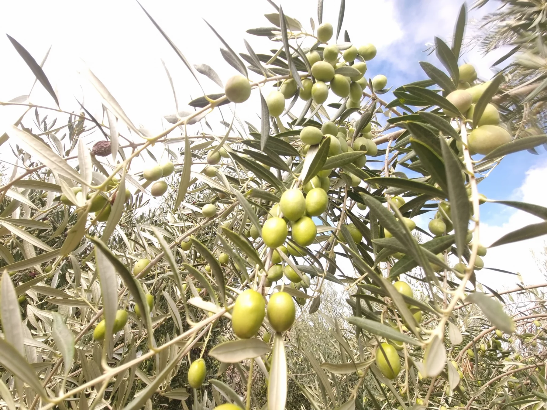 Aceitunas verdes en las ramas del olivo