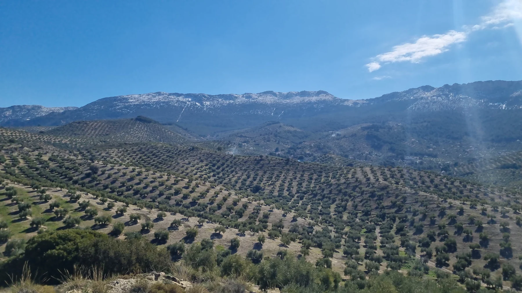 Paisaje de olivos y montañas