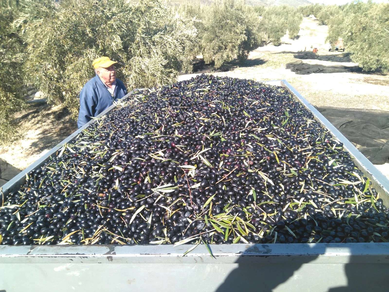 Aceitunas recién recogidas en el campo